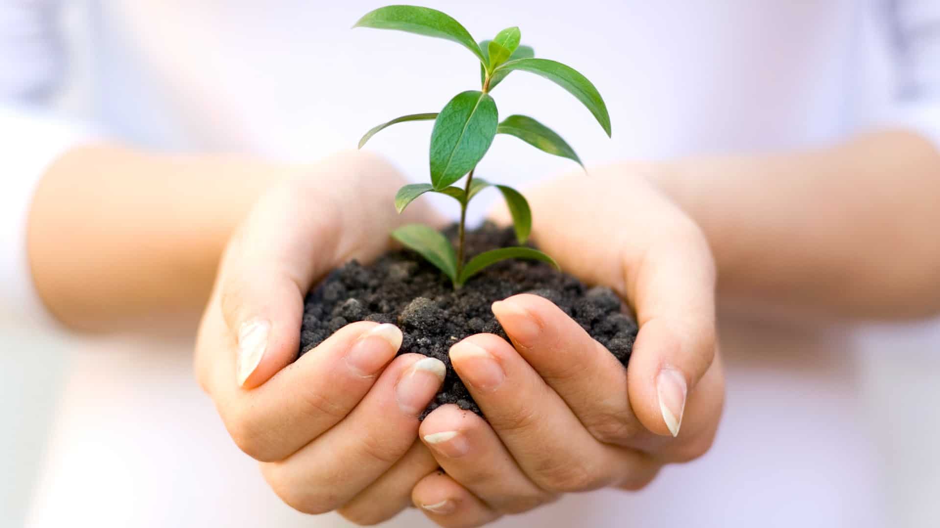 Green shoots of plant in soil