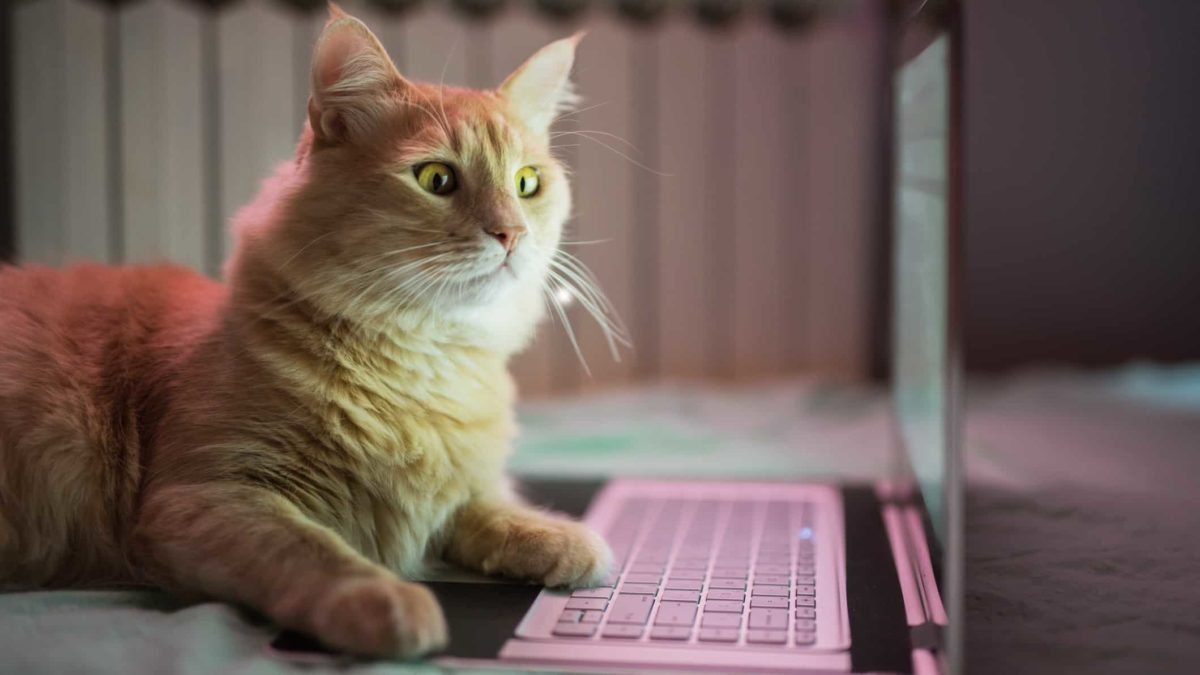 cat using a laptop