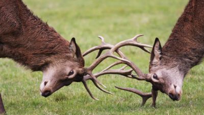 two stags lock horns