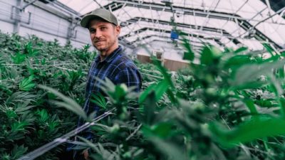 Man in the green house growing medical cannabis