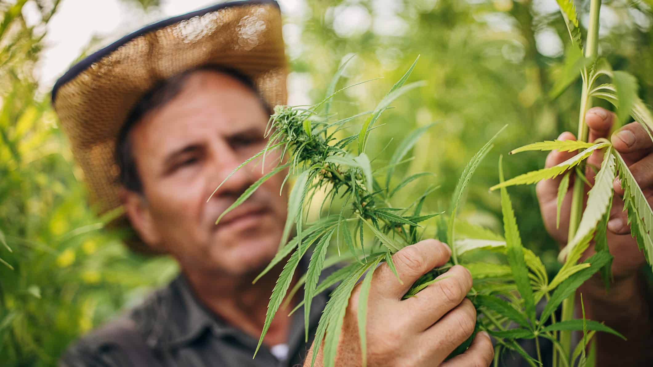 cannabis farmer in the fields checking the crops