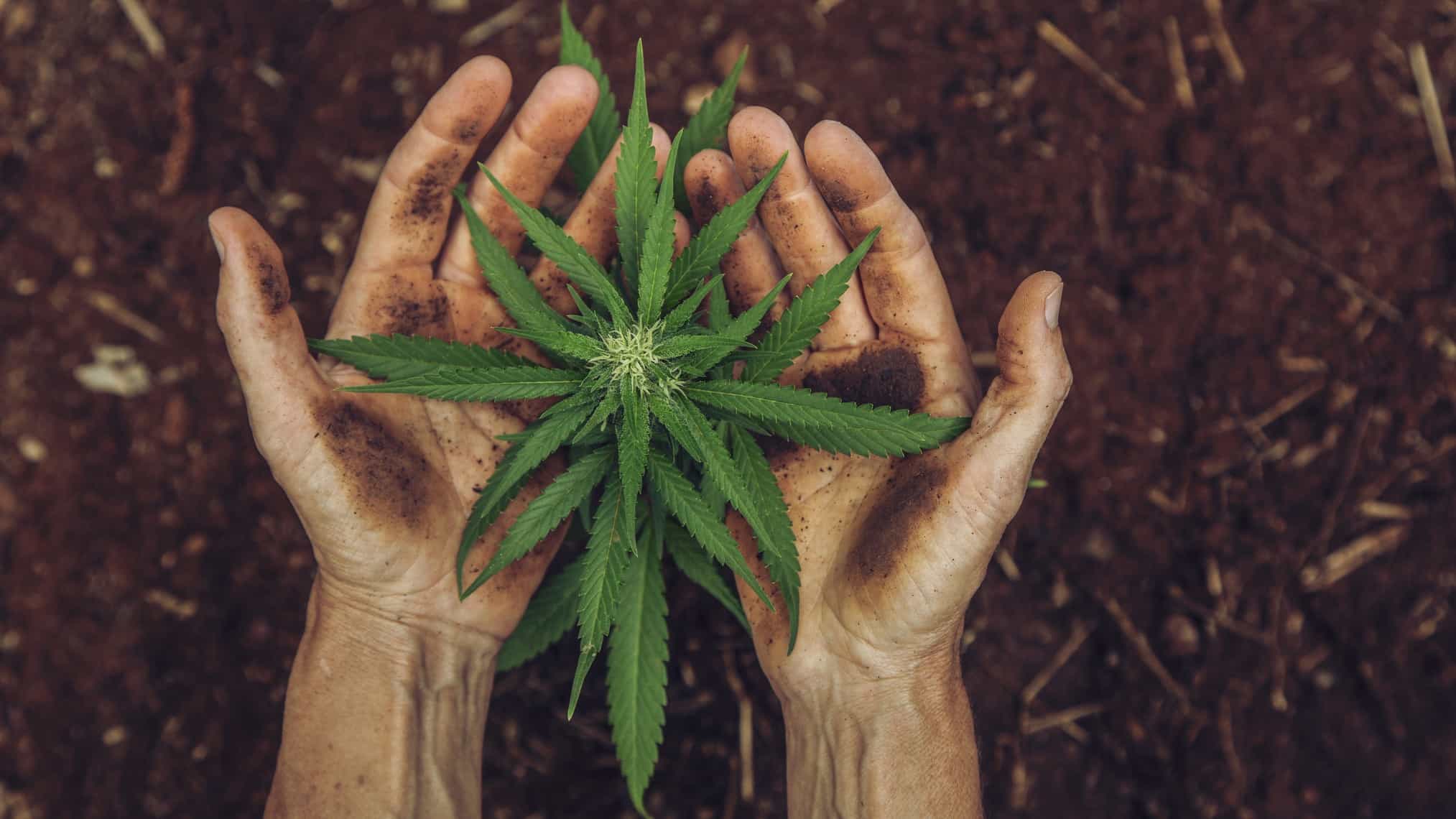 Cannabis from the earth in the hands