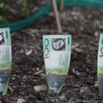 One hundred dollar notes planted in the ground, representing ASX growth shares.