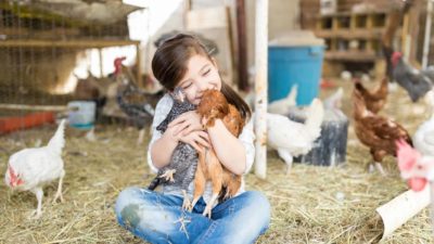 A young girl hugs chickens in a barn