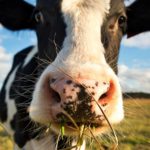 Closeup of a cow eating stock feed.