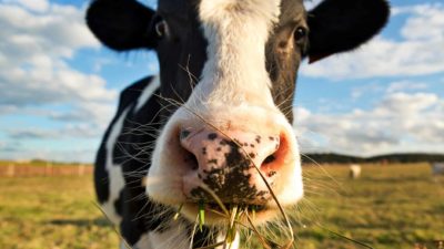 Closeup of a cow eating stock feed