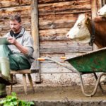 A farmer in a regional area uses the internet, while his cows watch on.