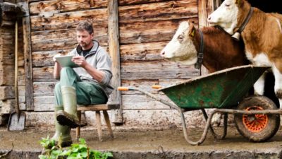 A farmer in a regional area uses the internet, while his cows watch on.