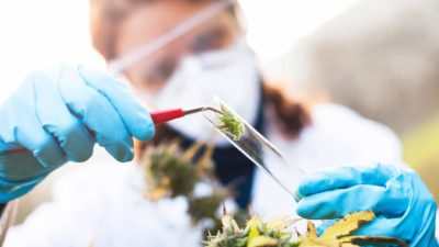 a medical researcher places a cannabis plant bud into a test tube. She is wearing a white lab coat and protective equipment, including a mask, over her face and is in an outdoor setting.