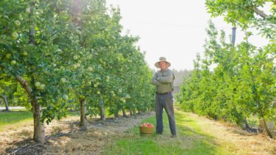 A male fruit farmer standing amongst his apple trees in his orchard with his arms crossed and a bucket of apples at his feet