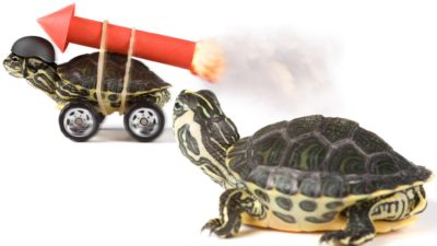 Tortoise with rocket strapped to back in front while another tortoise lags behind