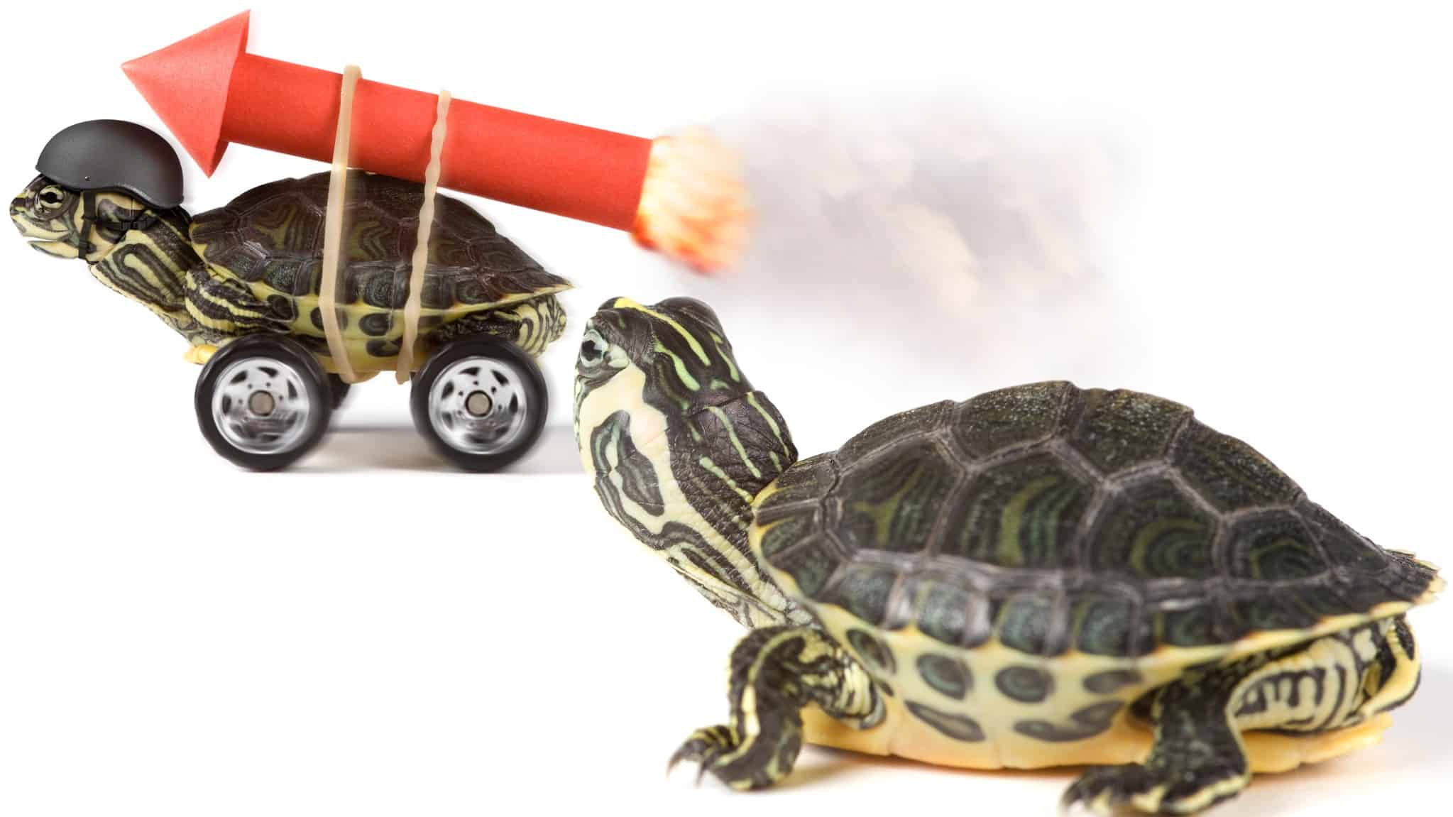 Tortoise with rocket strapped to back in front while another tortoise lags behind