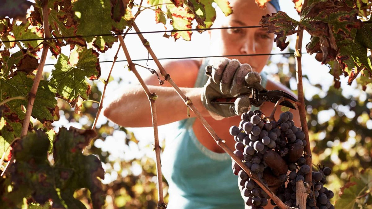 Young fruit picker clipping bunch of grapes in vineyard