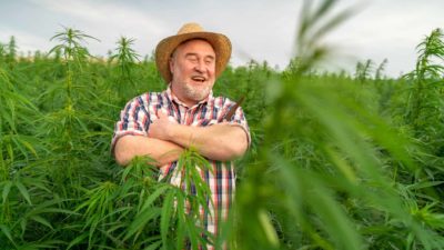 An older farmer wearing a checkered shirt and a straw hat stands in a green field of cannabis plants growing up to waist level as he smiles while thinking about the outlook for ASX cannabis shares in FY23
