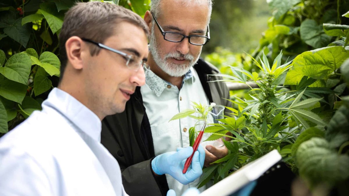 two men in formal business clothing closely inspect a bud from a cannabis crop.