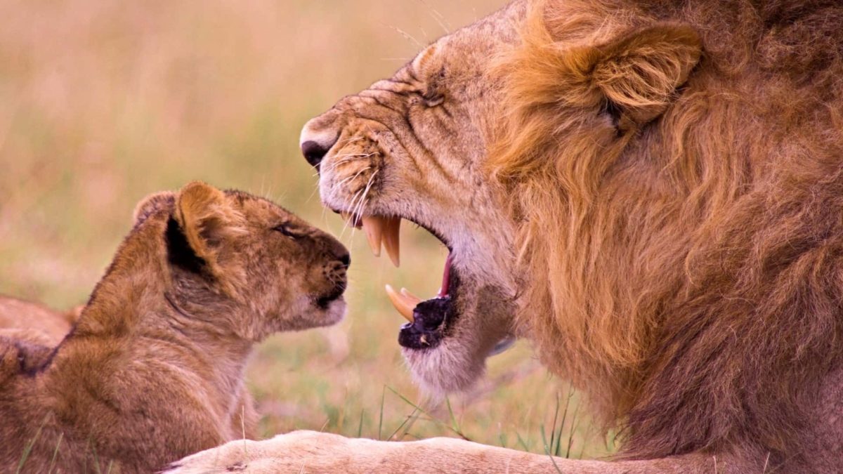 a male lion closes its eyes and opens its mouth wide while a smaller cub looks inside its mouth in a loving manner.