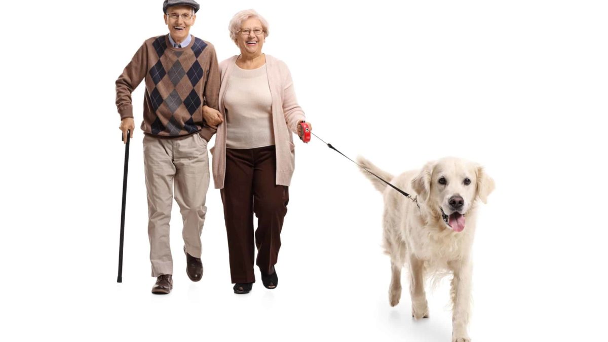 a smiling elderly couple, the man uses a walking stick, are walking a dog on a lead.