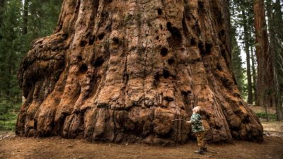 A small boy stands at the base of a massive tree trunk and stares up into the sky with head stretched back.