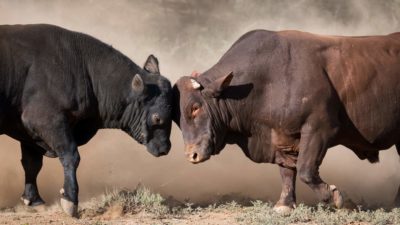 Two large bulls fight against each other in the dust.