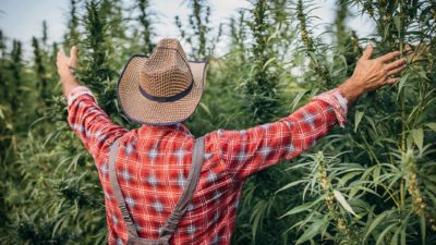 Back view of a man lifting hish hands high in front of hemp plants grown for cannabis.