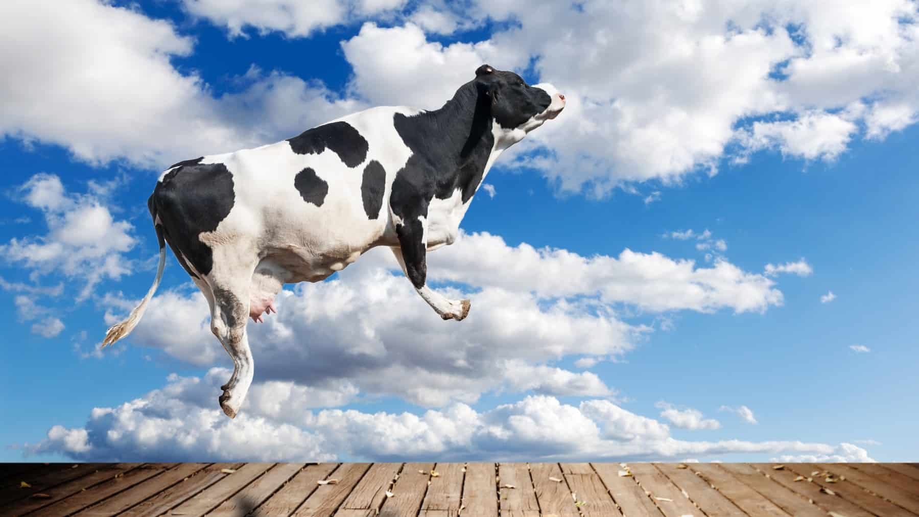 A cow leaps into air in front of a cloudy sky.