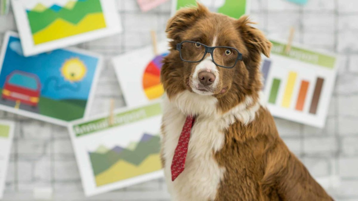 A business dog with glasses and tie in front of some graphs pinned to wall.