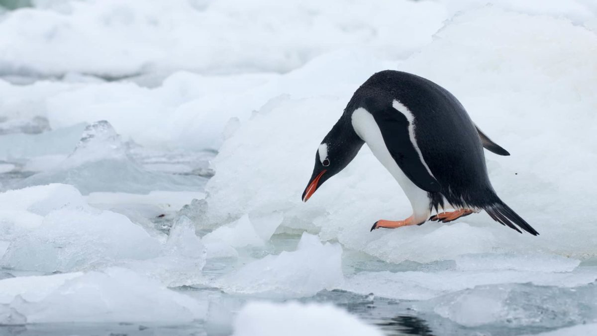 A penguin on ice at sea.