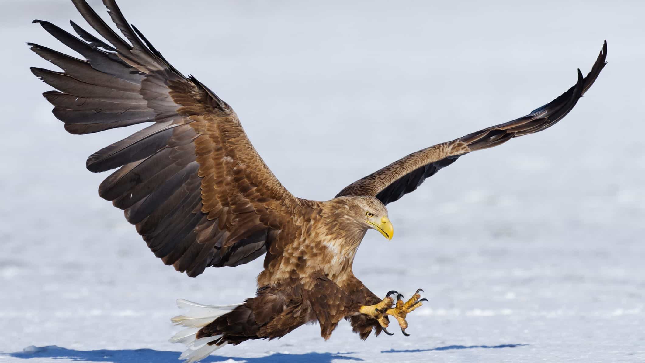 A white-tailed eagle landing in the snow.