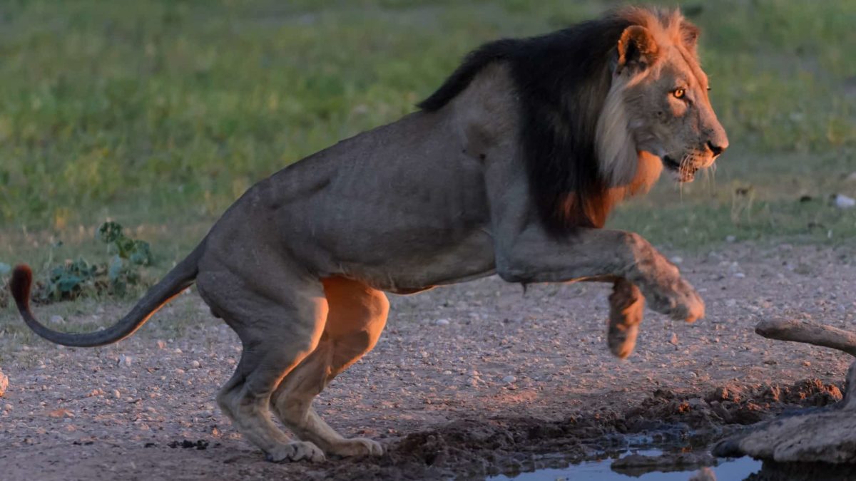a young male lion with a mane in the act of leaping against a backdrop of grass and nearby water.