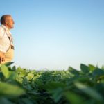 An older farmer stands arms crossed among his crop, staring across the field.
