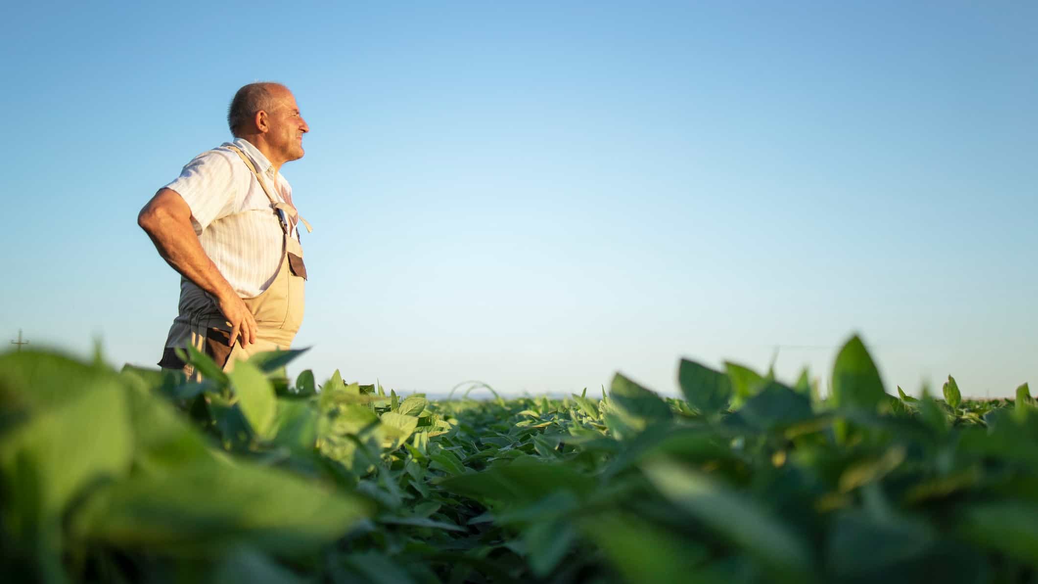 An older farmer stands arms crossed among his crop, staring across the field.