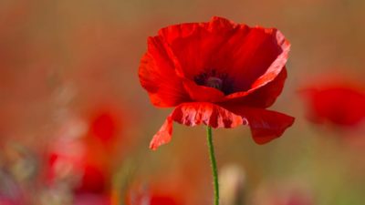 remembrance day poppy