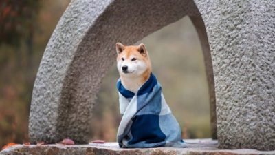 a shibu inu dog sits regally wrapped in a blanket under a stone archway.