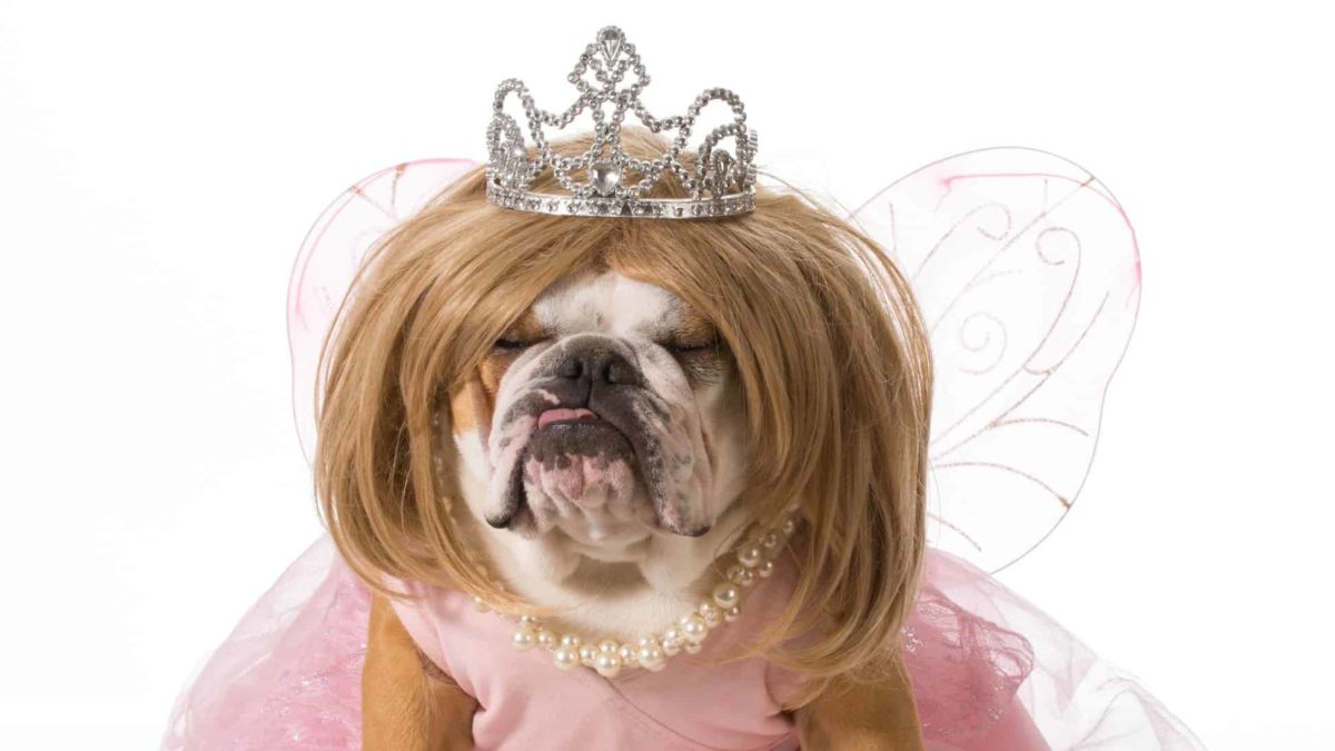 An English bulldog looks pretty wearing a jewelled tiara, pearl necklace, pink tutu and wings.