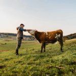 a man puts his hand on the nose of a bull in a lovely green rural setting with the bull raising his nose to meet the man's touch.