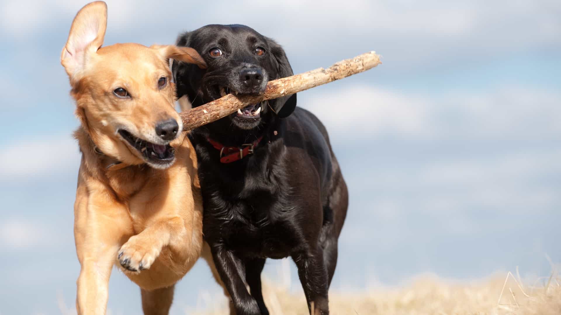 two dogs, a golden one and a black one, together carry a stick in their mouths as the run side by side with contented, happy looks on their faces.