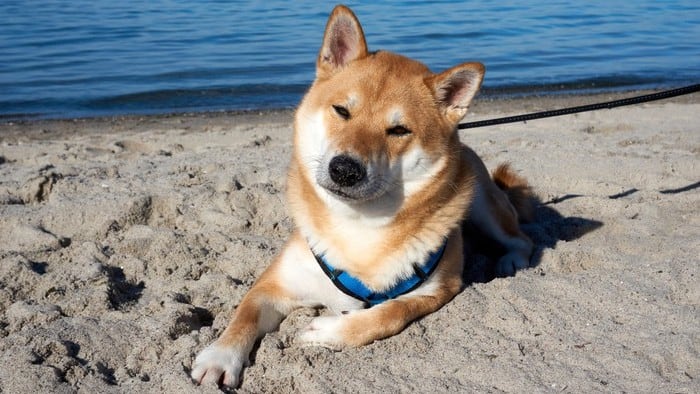 A shiba inu dog lying on the sand at a beach.