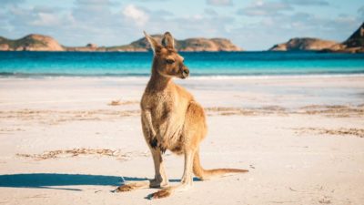 A kangaroo stands on a sandy beach with vivid white sand and blue sea in the background