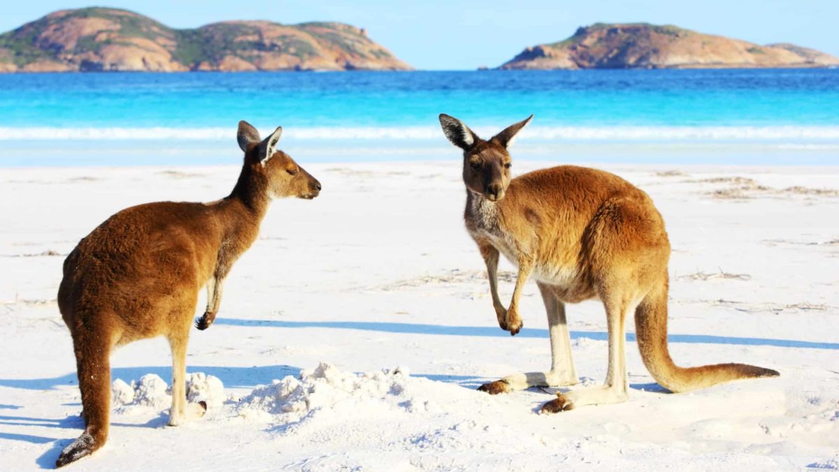 Two Playful Kangaroos relaxing on Beach, Cape Le Grand