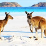 Two playful kangaroos relaxing on a beach.