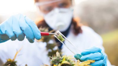 a medical person in white coat, gloves and protective eyewear uses tools and a test tube to put cannabis buds into the tube for research purposes.