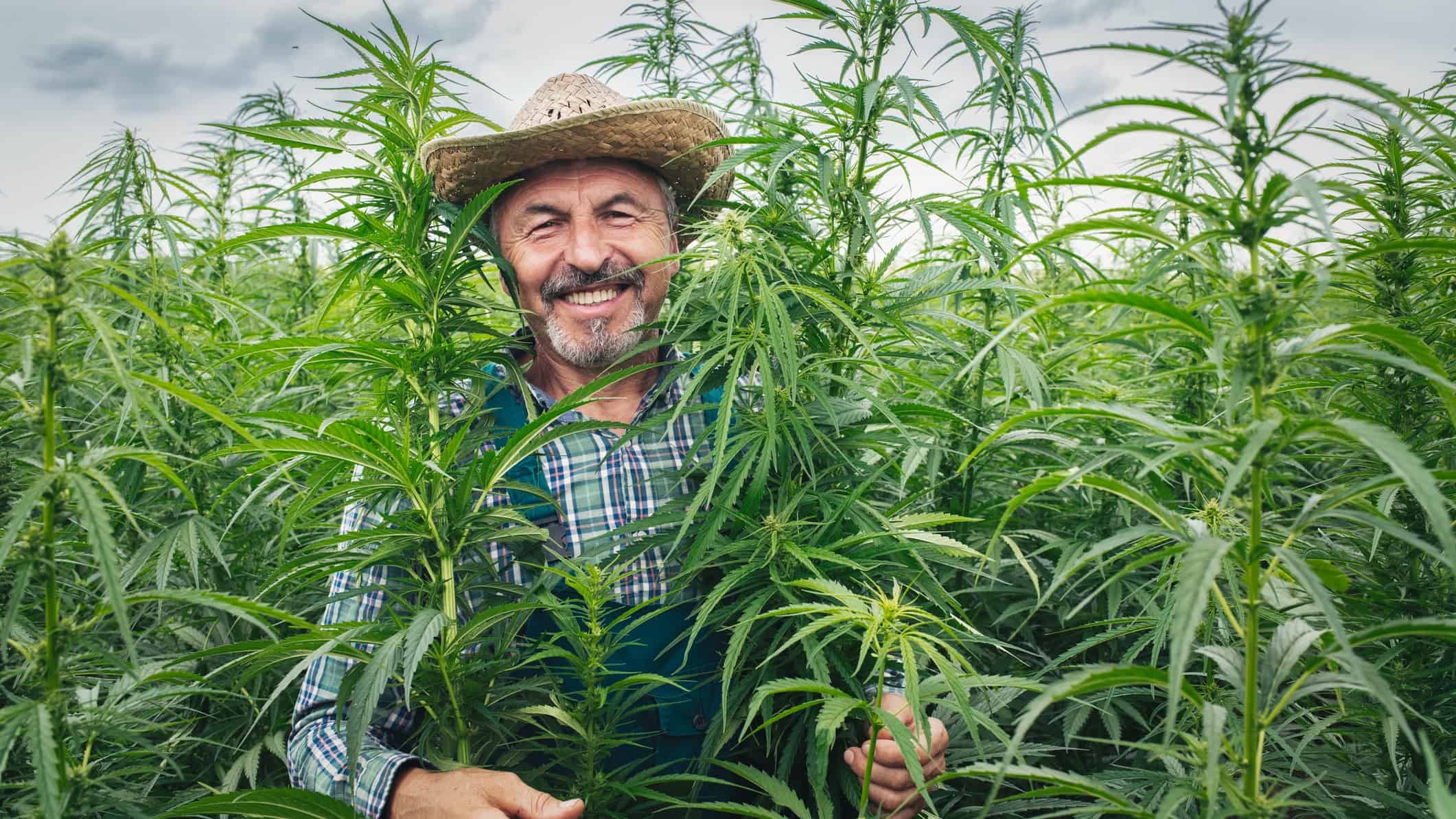 A farmer in a field of cannabis plants.