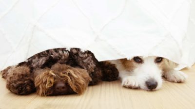 two cute doges, one a fluffy oodle type and the other a scruffy jack russell type, peer out from under a blanket as though they are in disgrace.