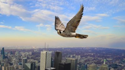 A falcon flies high over a city skyline.