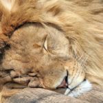 a close up of an adult male lion with a large mane fast asleep.