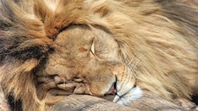 a close up of an adult male lion with a large mane fast asleep.