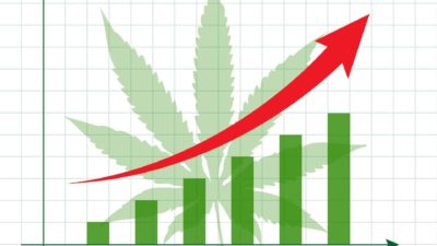Rising cannabis share price.