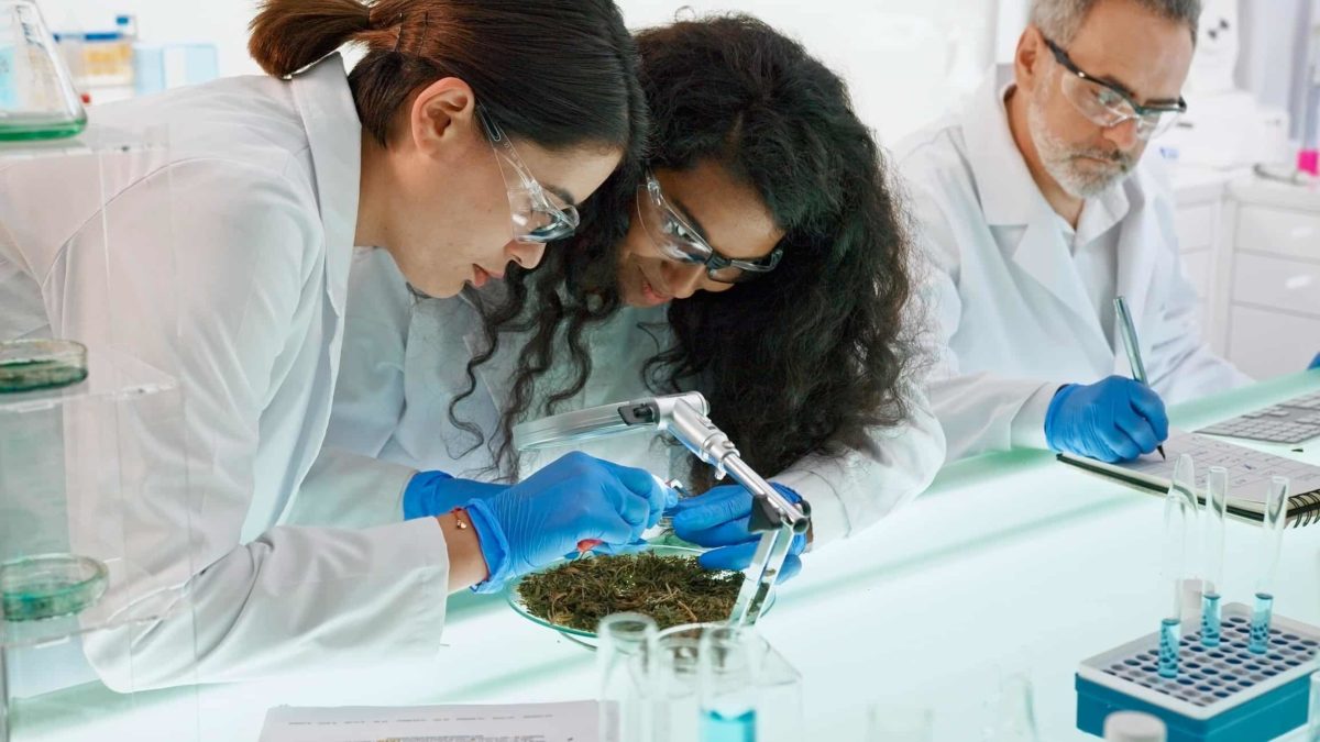 Researchers working with medical cannabis.