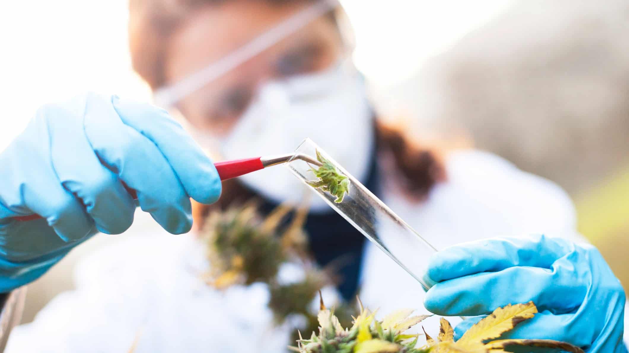 Researcher putting cannabis leaf in test tube.
