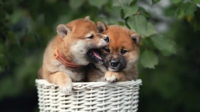 two cute shiba inu puppies are in a basket with one playfulling biting at the side of the other's face.